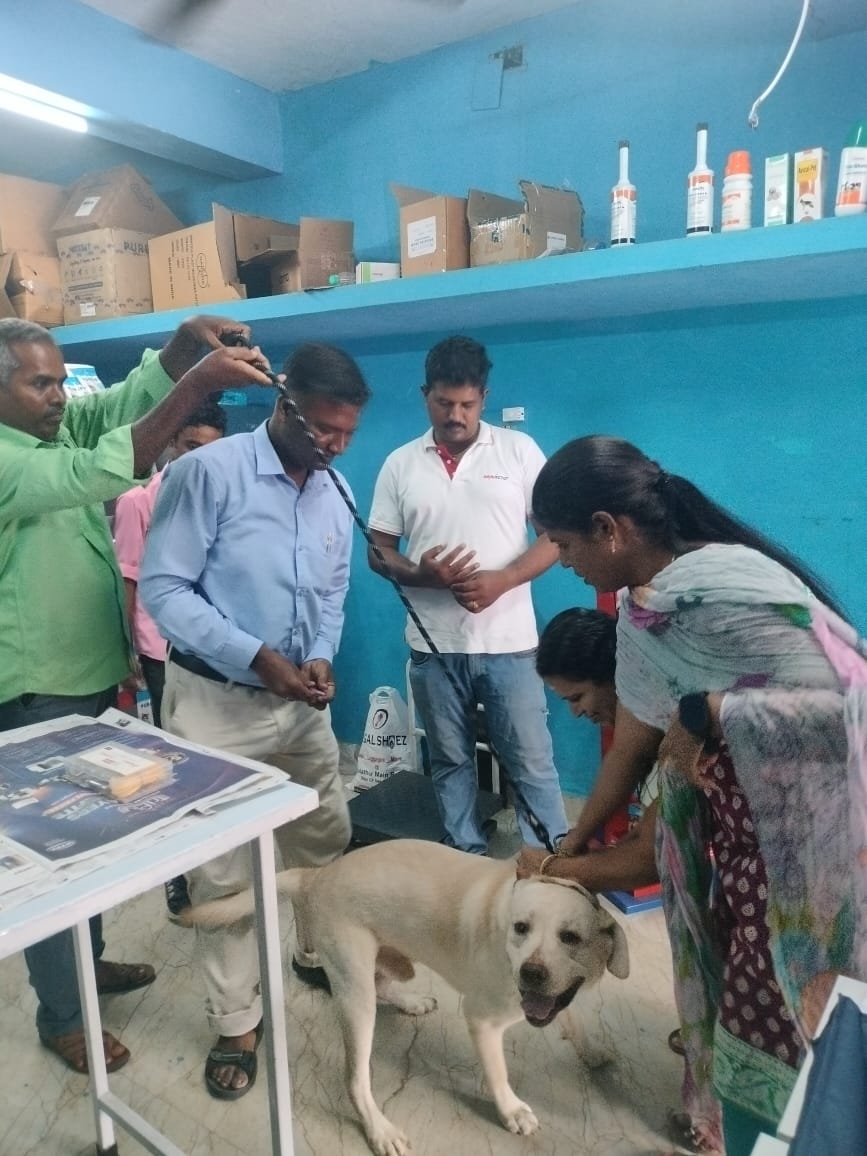 Veterinary team treating rescued animal