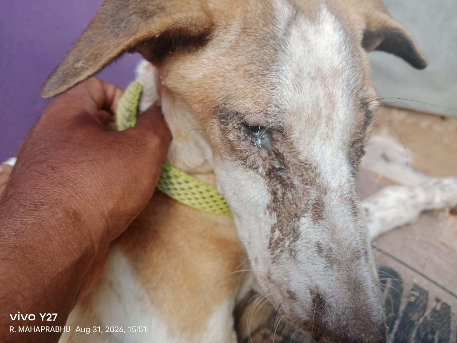 Canine Distemper ocular symptoms