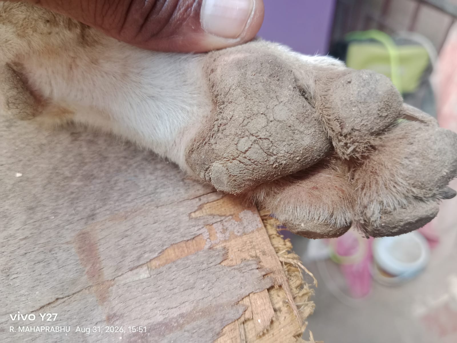 Canine Distemper hardpad symptoms